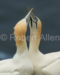 Gannetts reunited at Bempton Cliffs