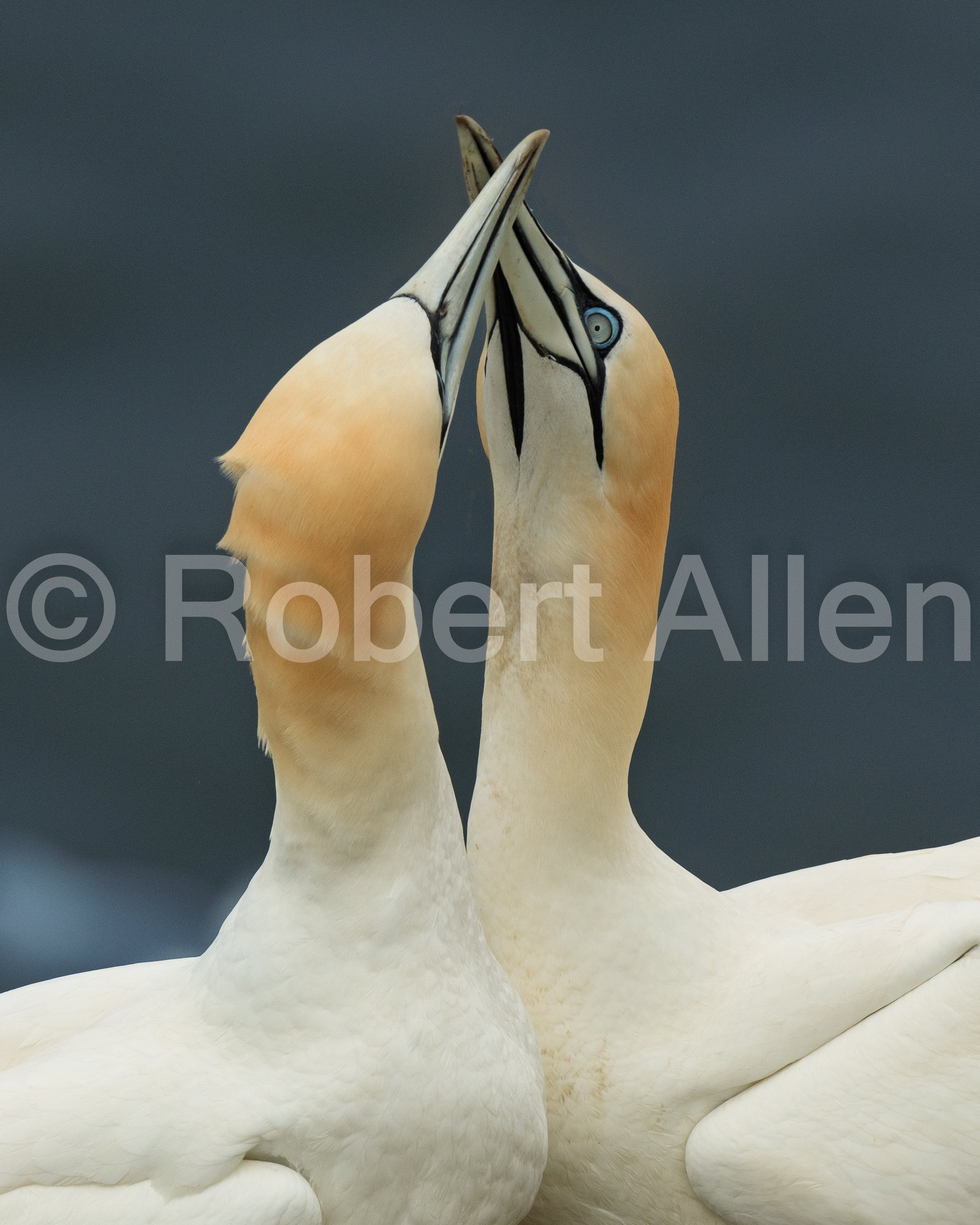 Gannetts reunited at Bempton Cliffs