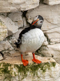 Curiosity Puffin sized