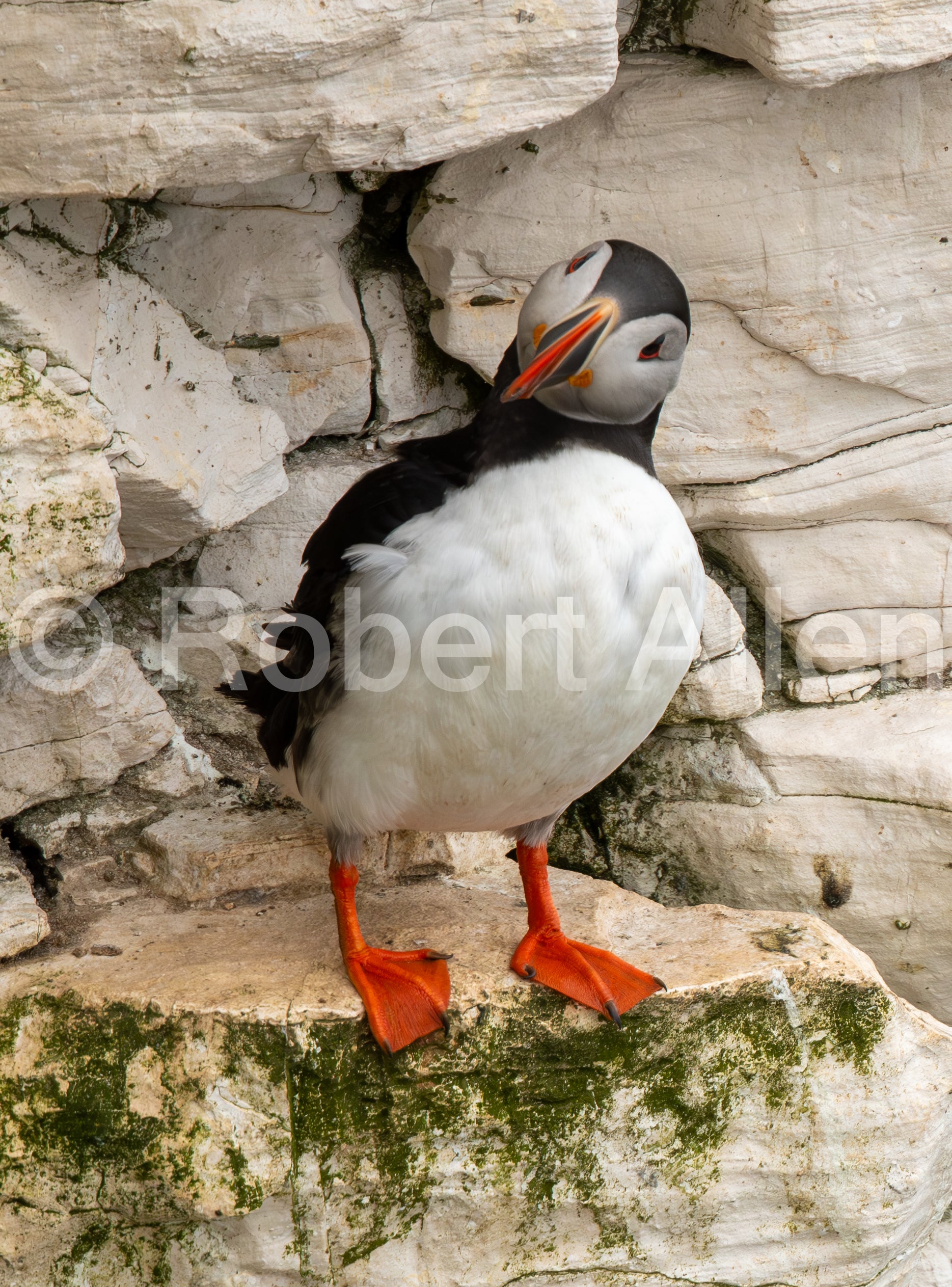 Curiosity Puffin sized