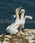Gannetts at Bempton Cliffs, squabbling over nest space