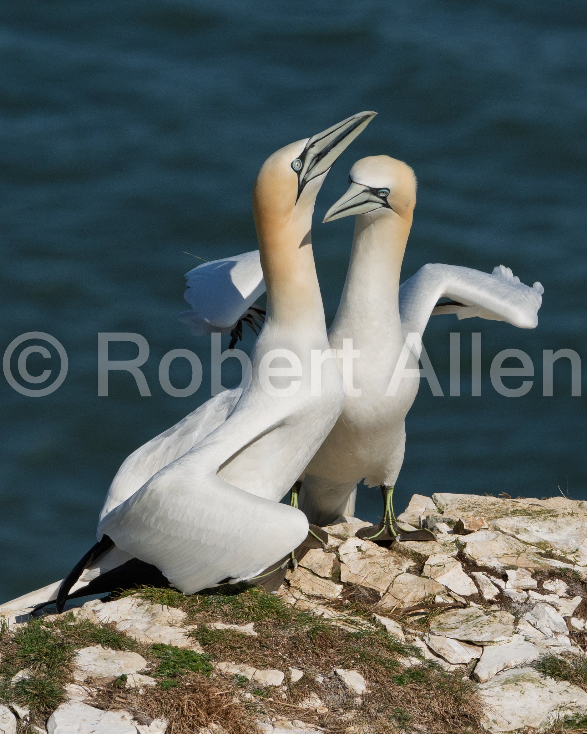 Gannetts at Bempton Cliffs, squabbling over nest space
