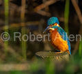 Kingfisher Waiting for Dinner