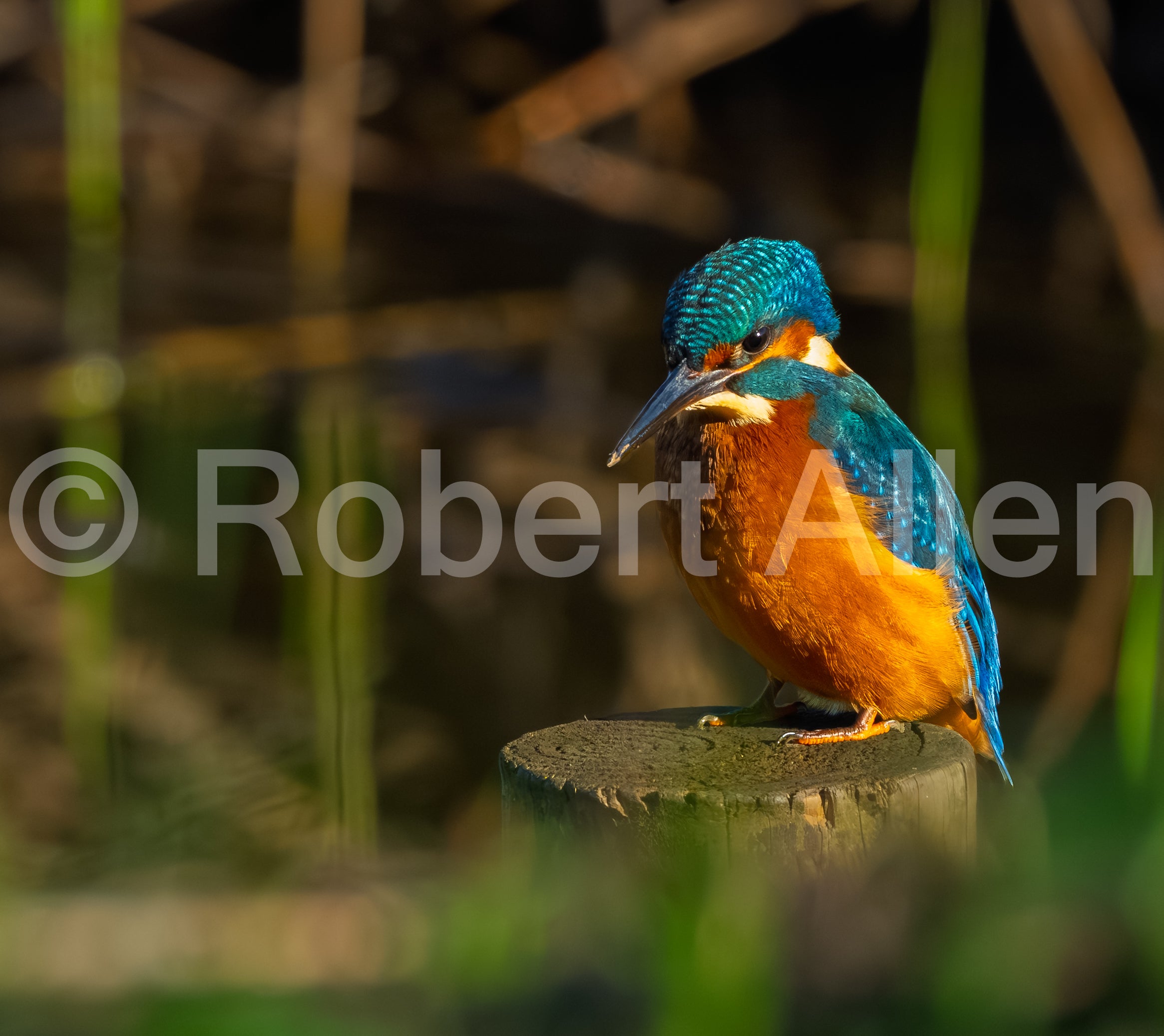 Kingfisher Waiting for Dinner