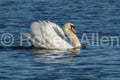 Swan Swimming